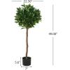 Christopher Knight Home Alene Set of 2 49”H Pre-Potted Artificial Tree Indoor with Black Plastic Pot, Artificial Topiary Bay Tree Ball with Nursery Pot, Faux Tree with Natural Wood Trunk, Green(Green/49”h)
